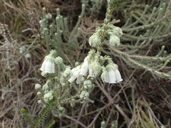 Erica strigilifolia