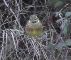 Emberiza cirlus