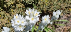 Ornithogalum