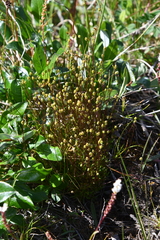 Sabulina stricta
