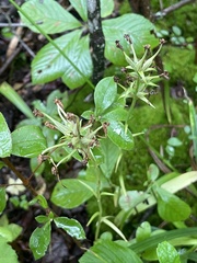 Platanthera blephariglottis