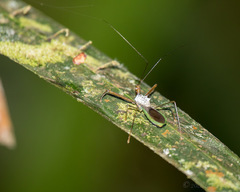 Heza leucothorax