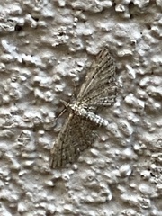 Eupithecia miserulata