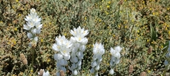 Ornithogalum