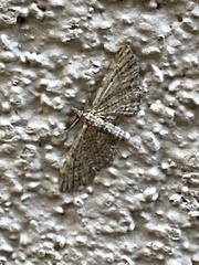 Eupithecia miserulata
