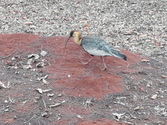 Theristicus caudatus