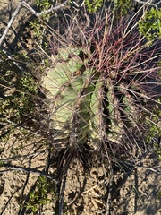 Hamatocactus hamatacanthus