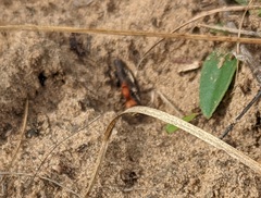 Dasymutilla nigripes