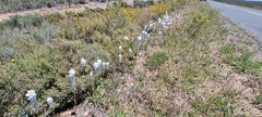 Ornithogalum