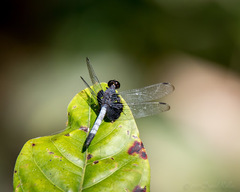 Erythrodiplax unimaculata