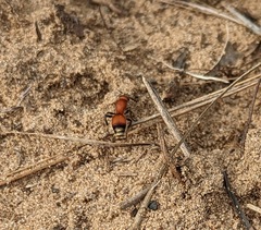 Dasymutilla nigripes