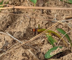 Dasymutilla nigripes