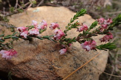 Erica umbelliflora