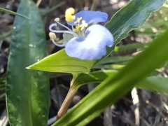 Commelina erecta