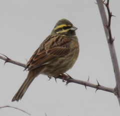 Emberiza cirlus