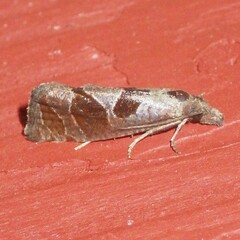 Pelochrista similiana