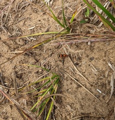 Dasymutilla nigripes