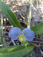 Commelina erecta