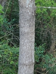 Melioides
