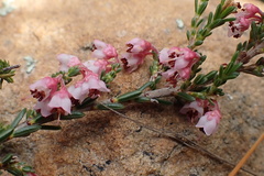Erica umbelliflora
