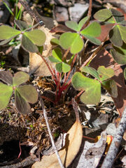 Oxalis exilis
