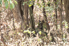 Panthera tigris tigris