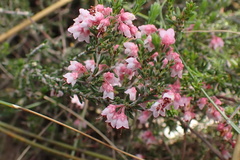 Erica umbelliflora