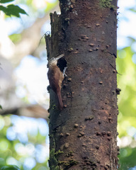 Xiphorhynchus guttatus