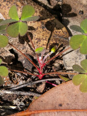 Oxalis exilis