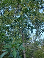 Melioides