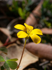 Oxalis exilis