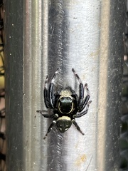 Carrhotus sannio
