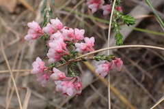 Erica umbelliflora