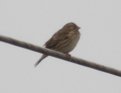 Emberiza calandra