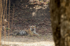 Panthera tigris tigris