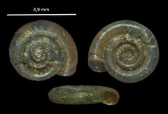 Anisus spirorbis