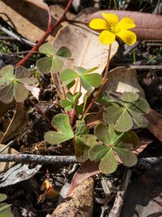 Oxalis exilis