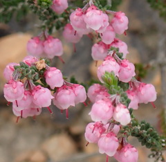 Erica umbelliflora