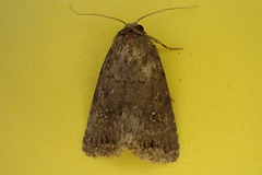 Caradrina