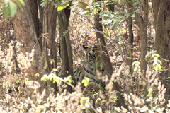 Panthera tigris tigris