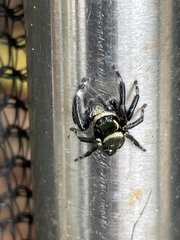 Carrhotus sannio