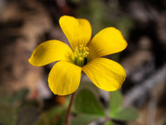 Oxalis exilis