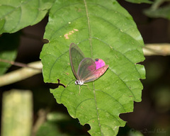 Cithaerias cliftoni