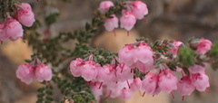 Erica umbelliflora