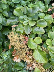Hydrangea