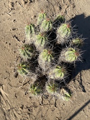 Echinocereus enneacanthus enneacanthus