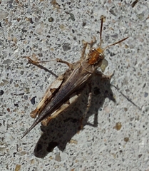Acrotylus insubricus