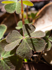 Oxalis exilis