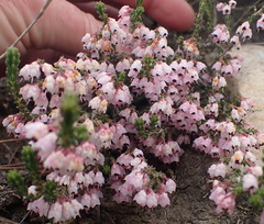 Erica umbelliflora