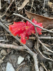 Hygrocybe